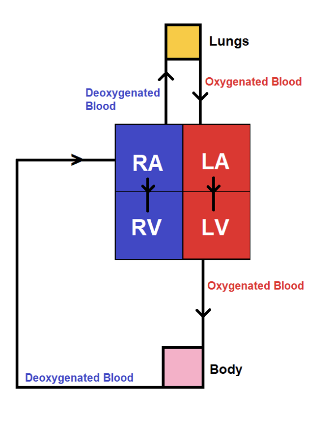 Pathway of Blood through the Heart